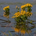 095_Biebrza - kwiecien 2011
